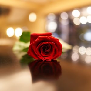picture of a red rose on a table, photo by George E. Koronaios