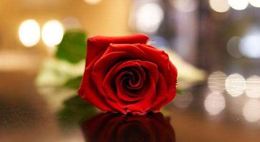 picture of a red rose on a table, photo by George E. Koronaios